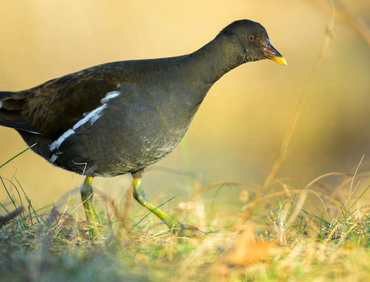 10 Birds With Black Bodies and Yellow Beaks 2